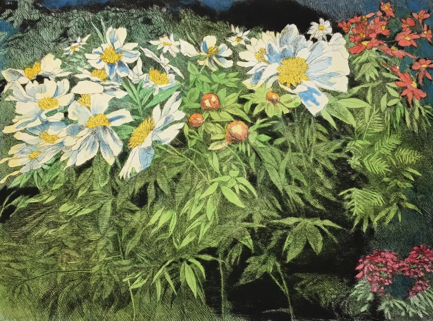 "White Peonies" by Anne Lyman Powers - Hand-colored Floral Etching on Paper